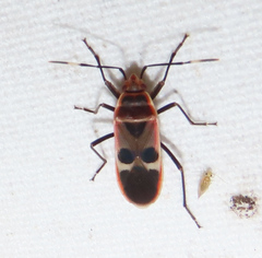 Physopelta gutta gutta