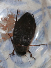 Dytiscus dimidiatus