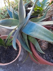Aloe × schimperi