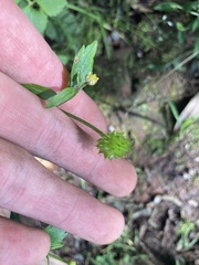 Ranunculus silerifolius