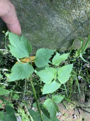Ranunculus silerifolius