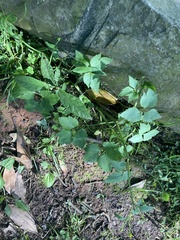 Ranunculus silerifolius