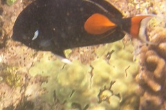 Acanthurus achilles