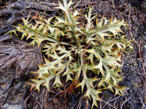 Aciphylla hookeri (Aciphylla hookeri)