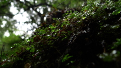 Hymenophyllum cupressiforme