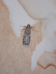 Scoparia halopis