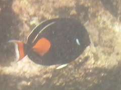 Acanthurus achilles