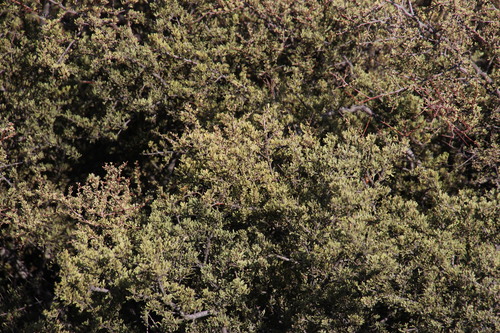 Image of Searsia horrida by (c) Tony Rebelo, some rights reserved (CC BY-SA)