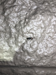 Podabrus quadratus