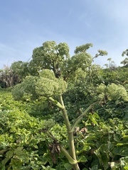 Angelica hirsutiflora