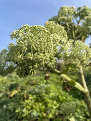 Angelica hirsutiflora