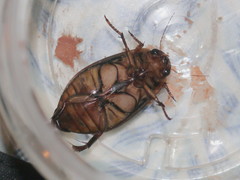 Dytiscus dimidiatus