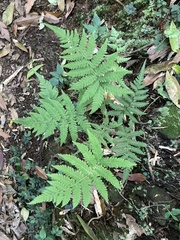 Coryphopteris castanea