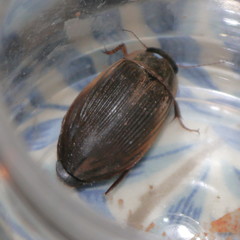 Dytiscus dimidiatus