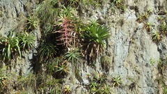Tillandsia juerg-rutschmannii