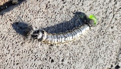 Lepidoptera