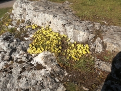 Potentilla incana