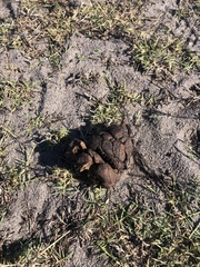 Hystrix africaeaustralis