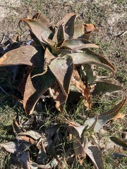 Aloe × schimperi