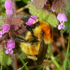Bombus muscorum