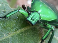 Heterorrhina elegans