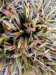 Astelia linearis