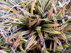 Astelia linearis