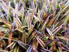 Astelia linearis