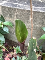 Monsteroideae