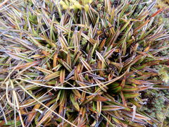 Astelia linearis