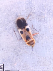 Physopelta gutta gutta