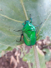 Heterorrhina elegans