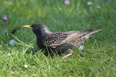 Sturnus vulgaris