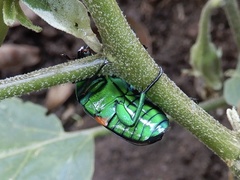 Heterorrhina elegans