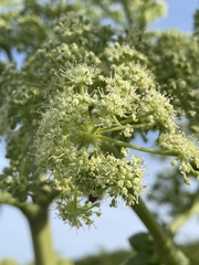 Angelica hirsutiflora