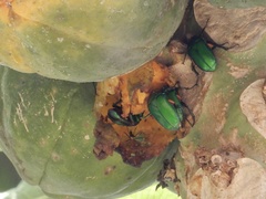 Heterorrhina elegans