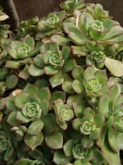 Aeonium decorum