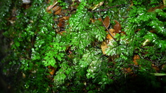 Hymenophyllum cupressiforme
