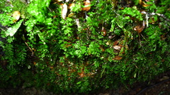 Hymenophyllum cupressiforme