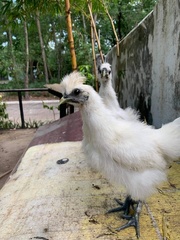 Gallus gallus domesticus