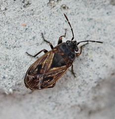 Trapezonotus arenarius