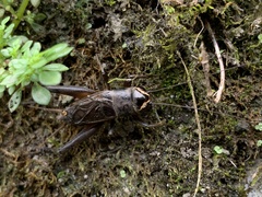 Teleogryllus occipitalis