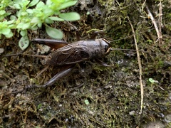 Teleogryllus occipitalis
