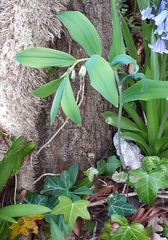 Polygonatum × hybridum
