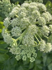 Angelica hirsutiflora