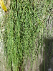 Festuca multinodis