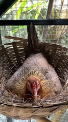 Gallus gallus domesticus