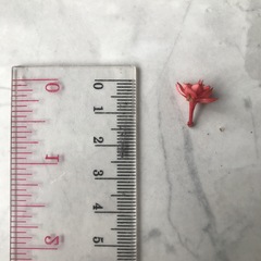 Ixora