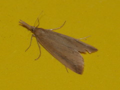 Schoenobius gigantella
