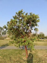 Arbutus × andrachnoides